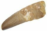 Fossil Spinosaurus Tooth - Real Dinosaur Tooth #222536-1